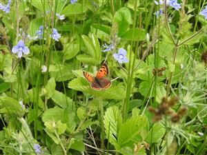 20170511_Lycaena_phleas