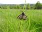 Penthophera morio (Linnaeus, 1767)