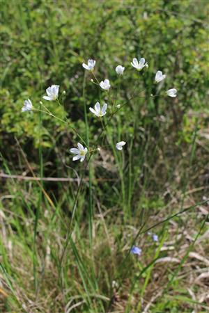 Eremogone micradenia