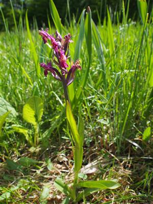 Dactylorhiza sambucina na hornej Kopanickej lúkke