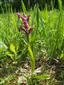 Dactylorhiza sambucina na hornej Kopanickej lúkke