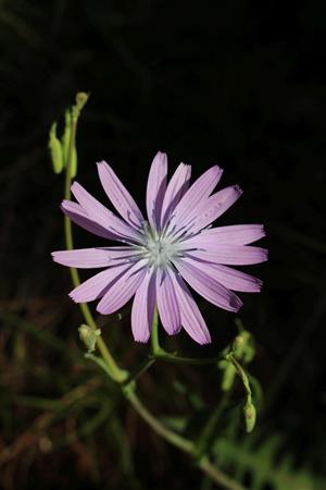 Lactuca perennis