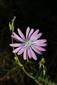 Lactuca perennis