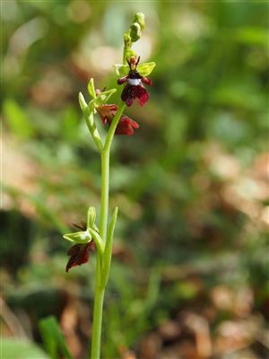 Ophrys insectifera