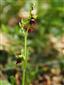 Ophrys insectifera