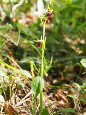 Ophrys insectifera celá rastlina
