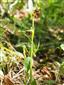 Ophrys insectifera celá rastlina