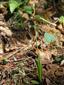 Ophrys insectifera