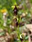 Ophrys insectifera