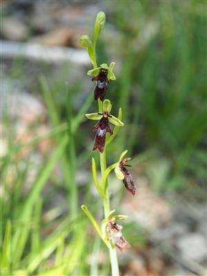 Ophrys insectifera
