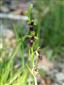 Ophrys insectifera