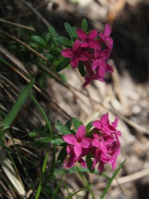 Daphne cneorum