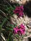 Daphne cneorum