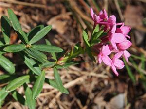 Daphne cneorum