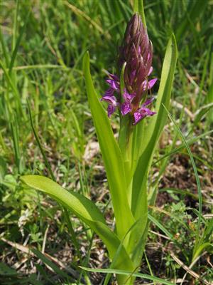 Dactylorhiza incarnata