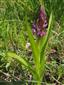 Dactylorhiza incarnata
