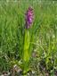 Dactylorhiza incarnata