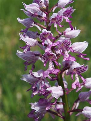 Orchis militaris