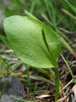 Ophioglossum vulgatum
