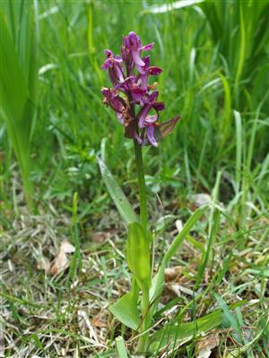 Dactylorhiza sambucina na Trštických lúkach