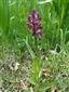 Dactylorhiza sambucina na Trštických lúkach