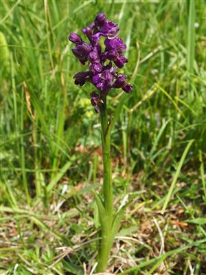 Orchis morio