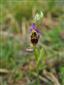 Ophrys holubyana