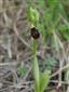 Ophrys holubyana