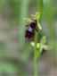 Ophrys insectifera detail