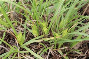 Carex hordeistichos