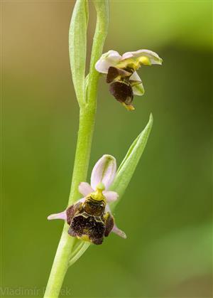 Ophrys holubyana, foto V. Ruček