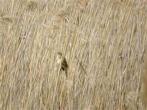 trsteniarik škriekavý