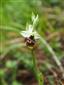 Ophrys holubyana