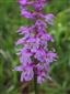 Orchis mascula subsp. signifera