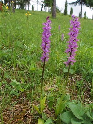 Orchis mascula subsp. signifera