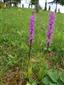 Orchis mascula subsp. signifera