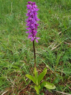 Orchis mascula subsp. signifera