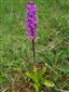 Orchis mascula subsp. signifera