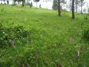 Biotop Orchis mascula subsp. signifera - lokalita Svarkovica