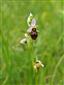 Ophrys holubyana