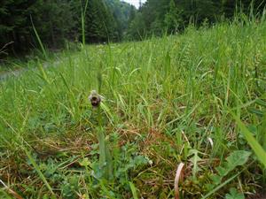 Biotop Ophrys holubyana
