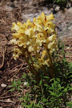 Orobanche alba