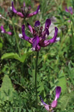 Astragalus vesicarius subsp. albidus