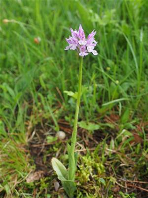 Orchis tridentata