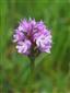 Orchis tridentata