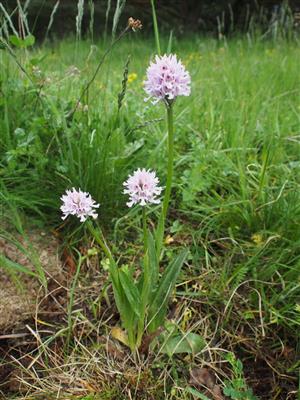 Orchis tridentata