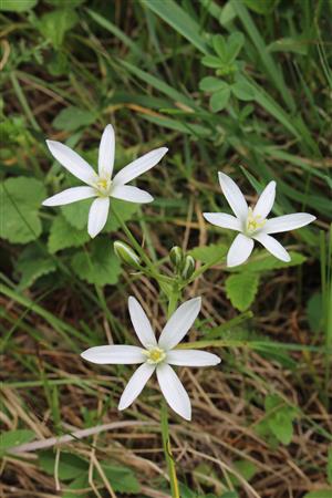 Ornithogalum kochii
