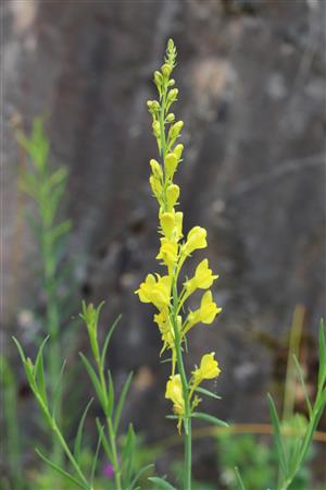 Linaria pallidiflora