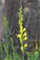 Linaria pallidiflora