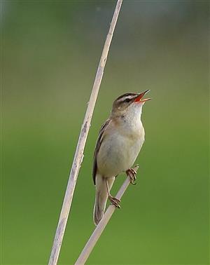 trsteniarik malý_Acrocephalus schoenobaenus_V_Kĺč